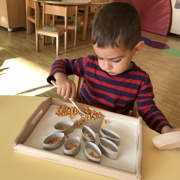 VKLJUČEVANJE MONTESSORI METOD PRI MORSKIH ZVEZDICAH