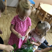 VKLJUČEVANJE MONTESSORI METOD PRI MORSKIH ZVEZDICAH