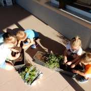 MONTESSORI UTRINKI PRI MORSKIH JEŽKIH