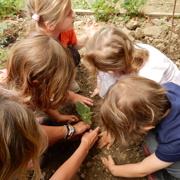 VRTIČKANJE PO Montessori METODI PRI MORSKIH JEŽKIH