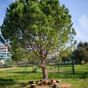 KNJIŽNICA »POD BOROM«