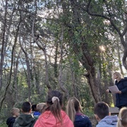 Vztrajni bršljan v našem gozdu